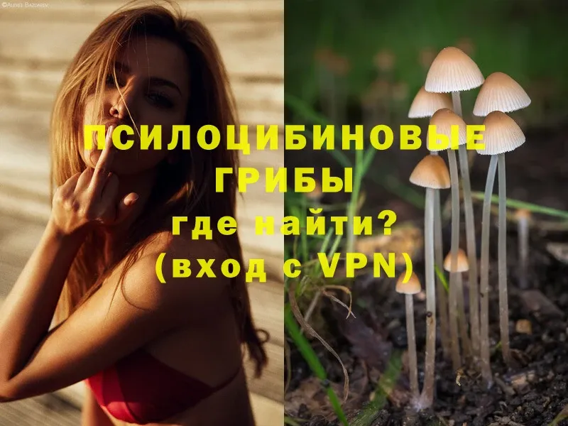 купить наркотик  Заволжск  Псилоцибиновые грибы Psilocybe 